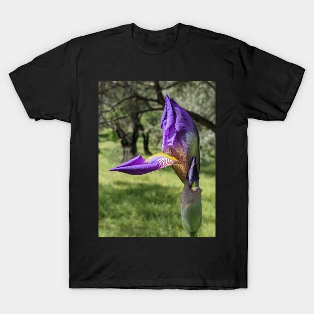 Iris T-Shirt by aeolia